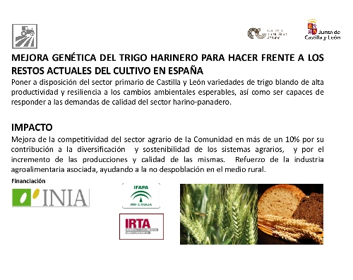 Mejora genética del trigo harinero para hacer frente a los restos actuales del cultivo en España